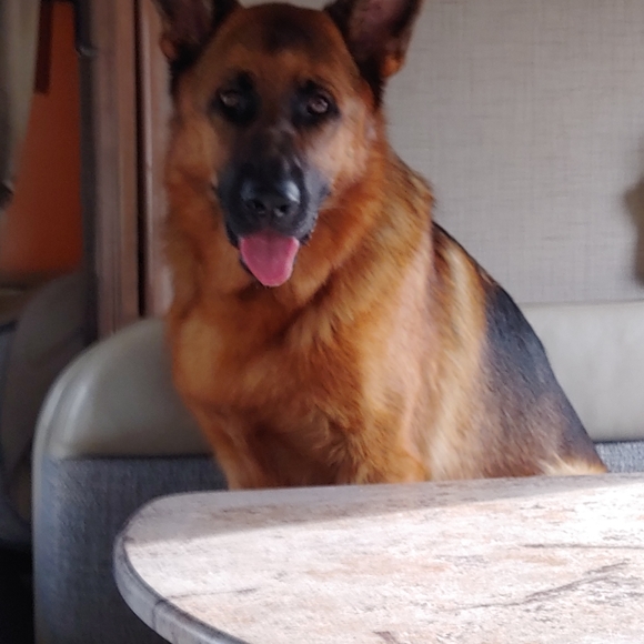 Meet your Posher, Laura - Picture 3 of 10